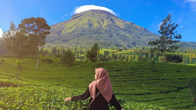 Kebun Teh Tambi
